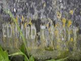 image of grave number 949708